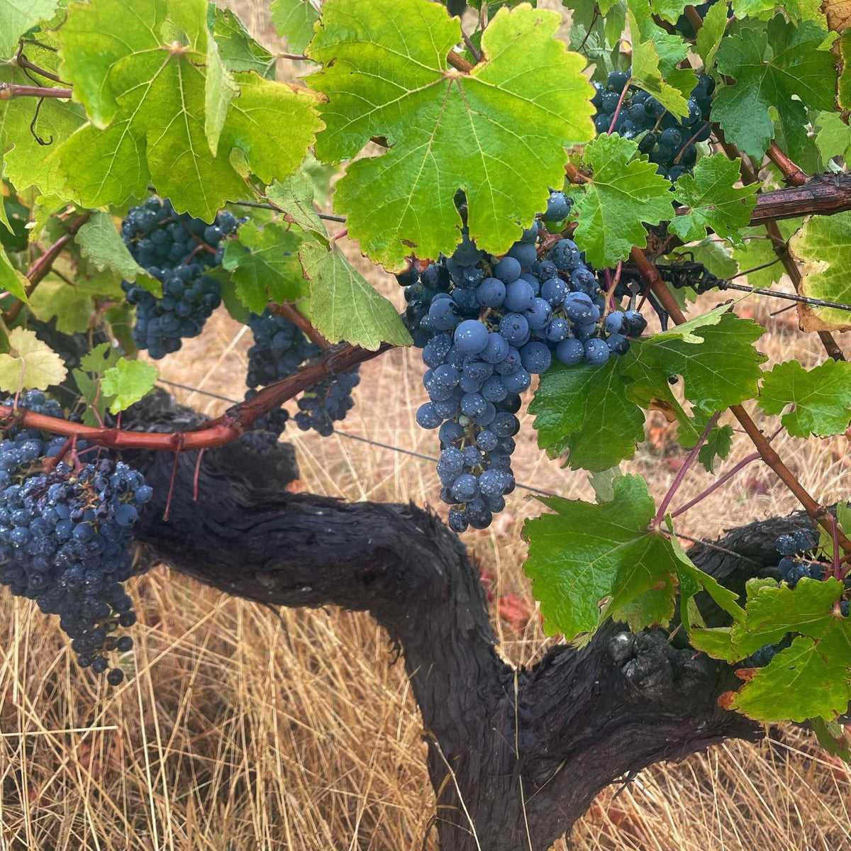 The Leeuwin Cabernet vineyards are sculpted by the Boodjidup Brook, which has exposed the ancient gravels of the Leeuwin block and is a critical piece of our wine story. - Kent Street Cellars