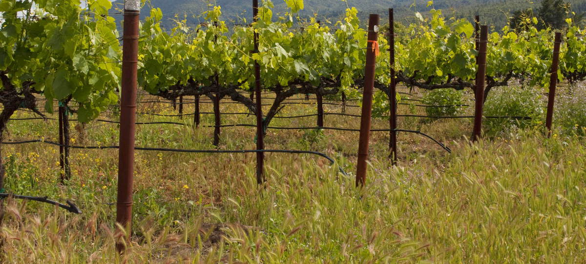 Tiberio Cerasuolo d'Abruzzo 2022 - Kent Street Cellars