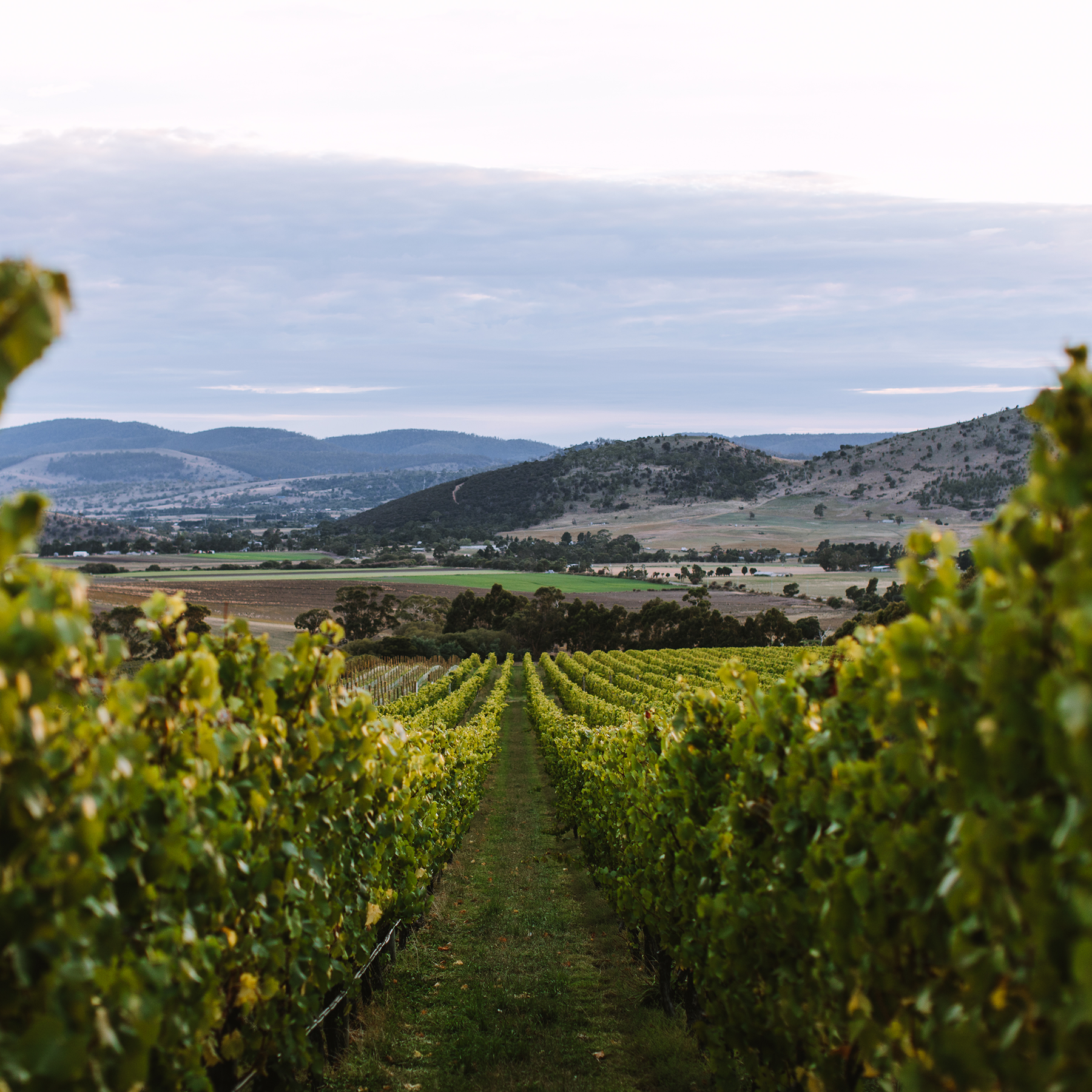 Tolpuddle Pinot Noir 2023 - Kent Street Cellars