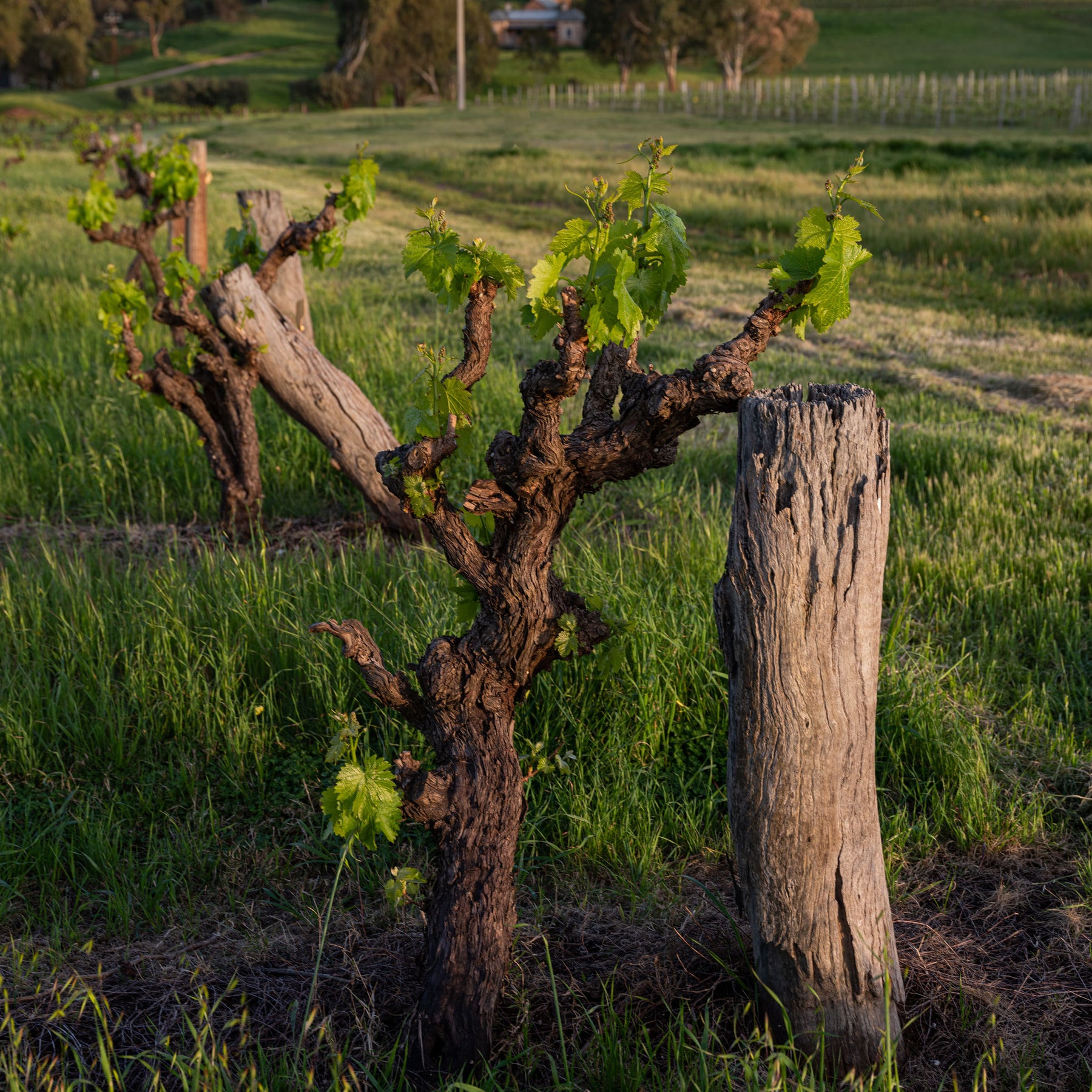 Torbreck The Factor Shiraz 2021