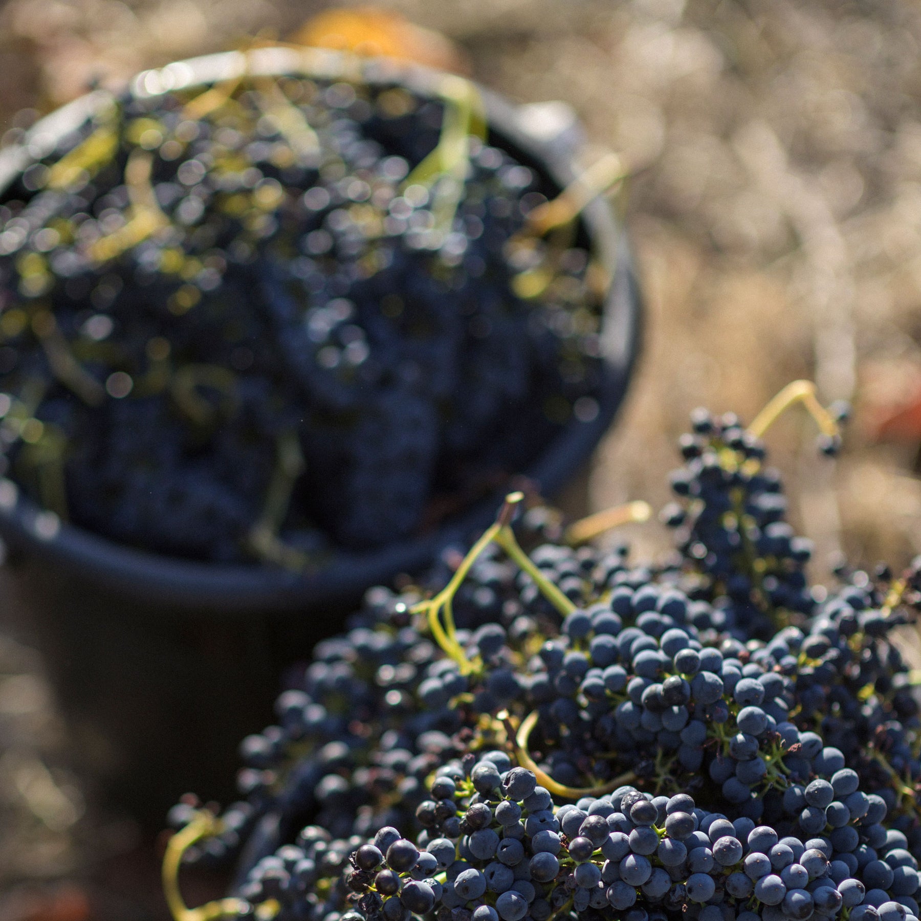 Torbreck The Factor Shiraz 2021