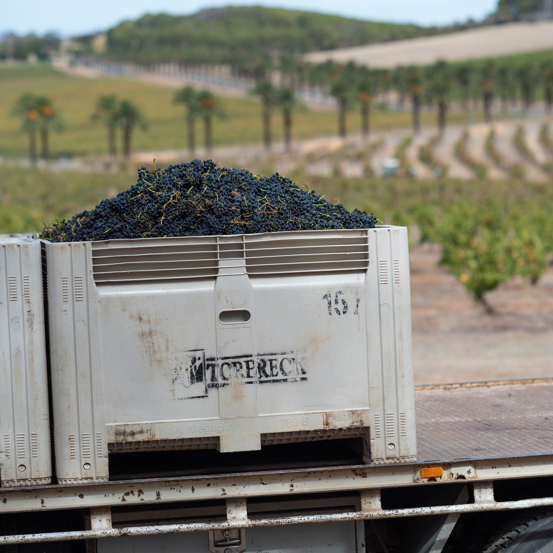 Torbreck Grape Harvest Bin - Kent Street Cellars