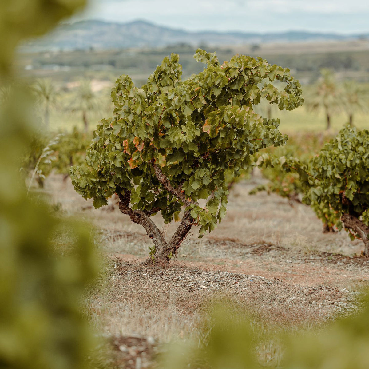 Torbreck Woodcutter's Shiraz 2021 - Kent Street Cellars