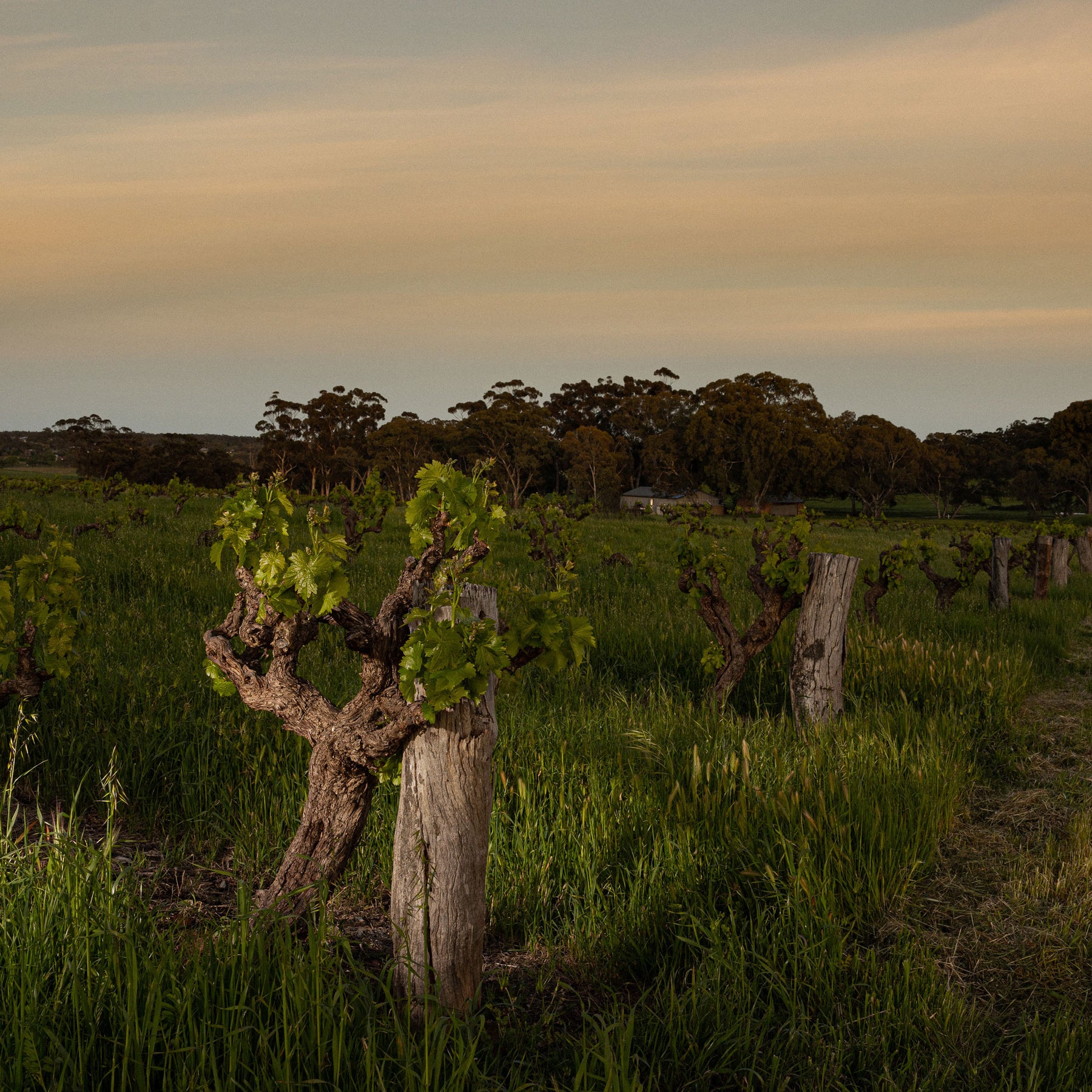 Torbreck The Factor Shiraz 2021