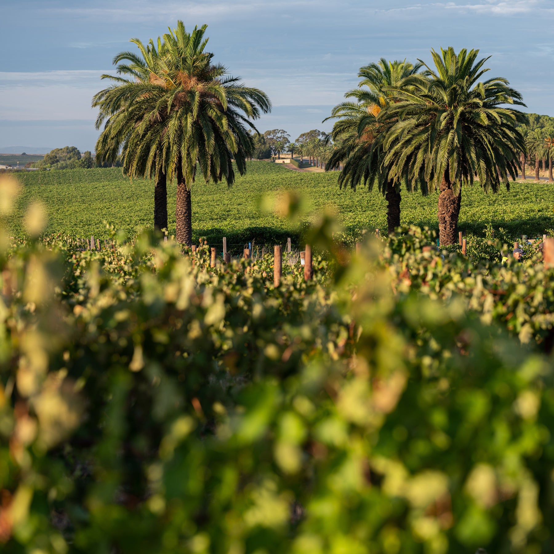 Barossa Valley Vineyards & Palm Trees - Kent Street Cellars
