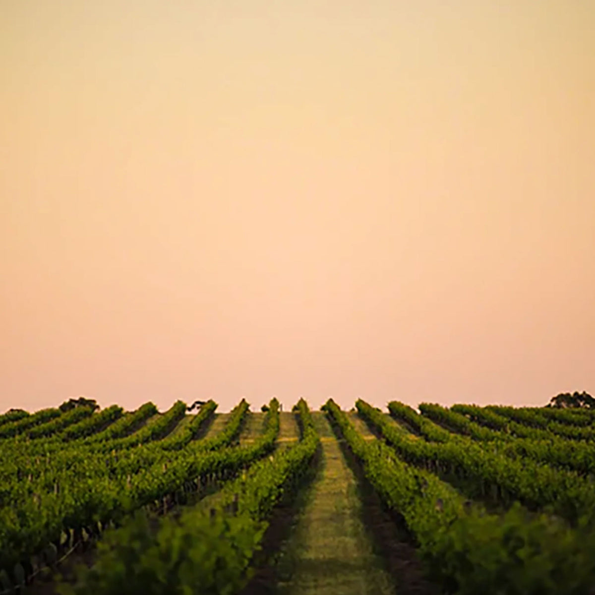 Torbreck Woodcutters Shiraz 2024