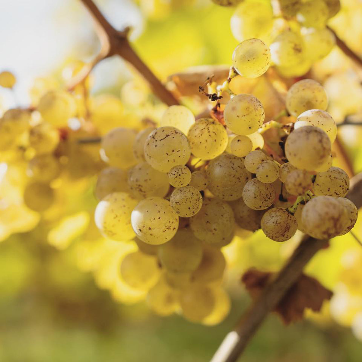 Trimbach Grand Cru Geisberg Vignoble du Couvent de Ribeauvillé Riesling 2018
