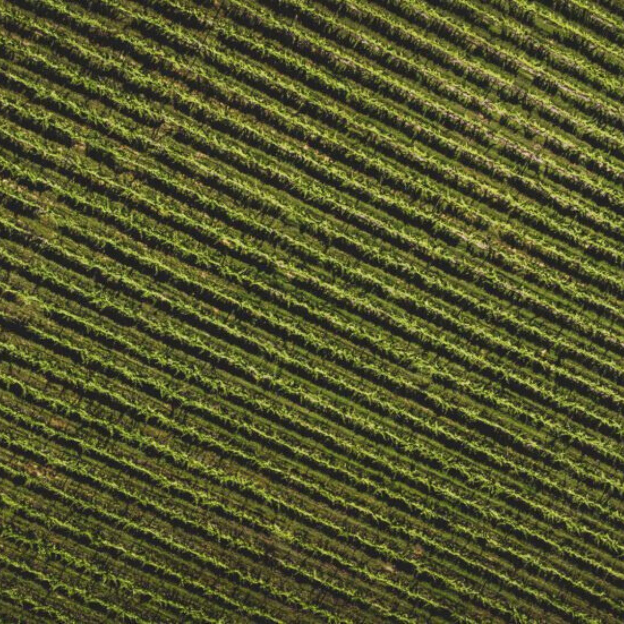 The Vineyard | Penfolds Bin 311 Chardonnay 2018