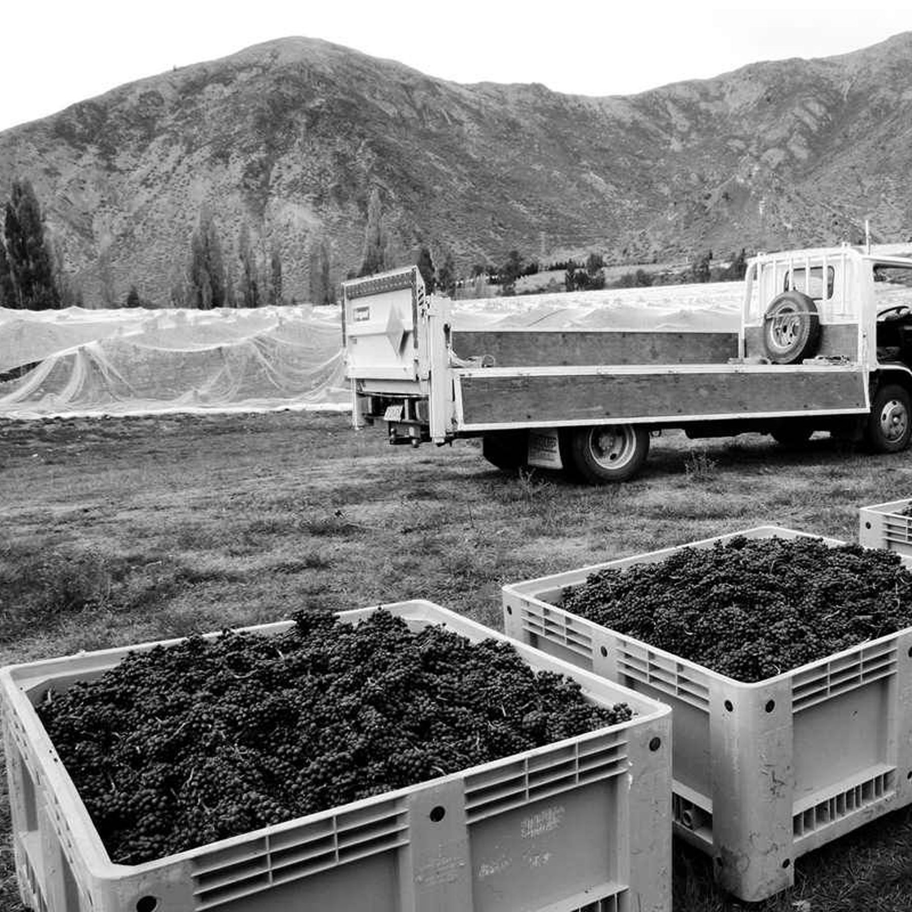 Valli Gibbston Vineyard Pinot Noir 2021 - Kent Street Cellars