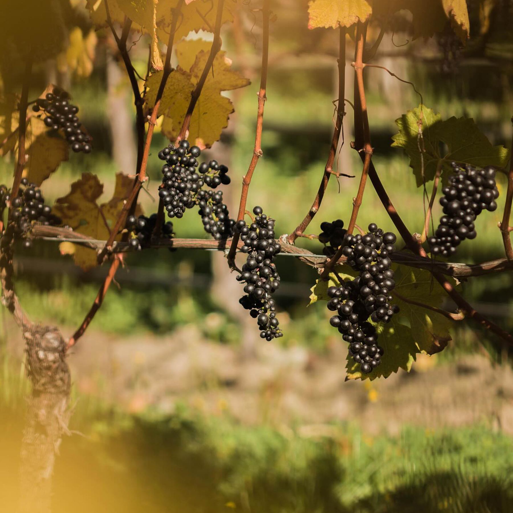 Valli Gibbston Vineyard Pinot Noir 2022