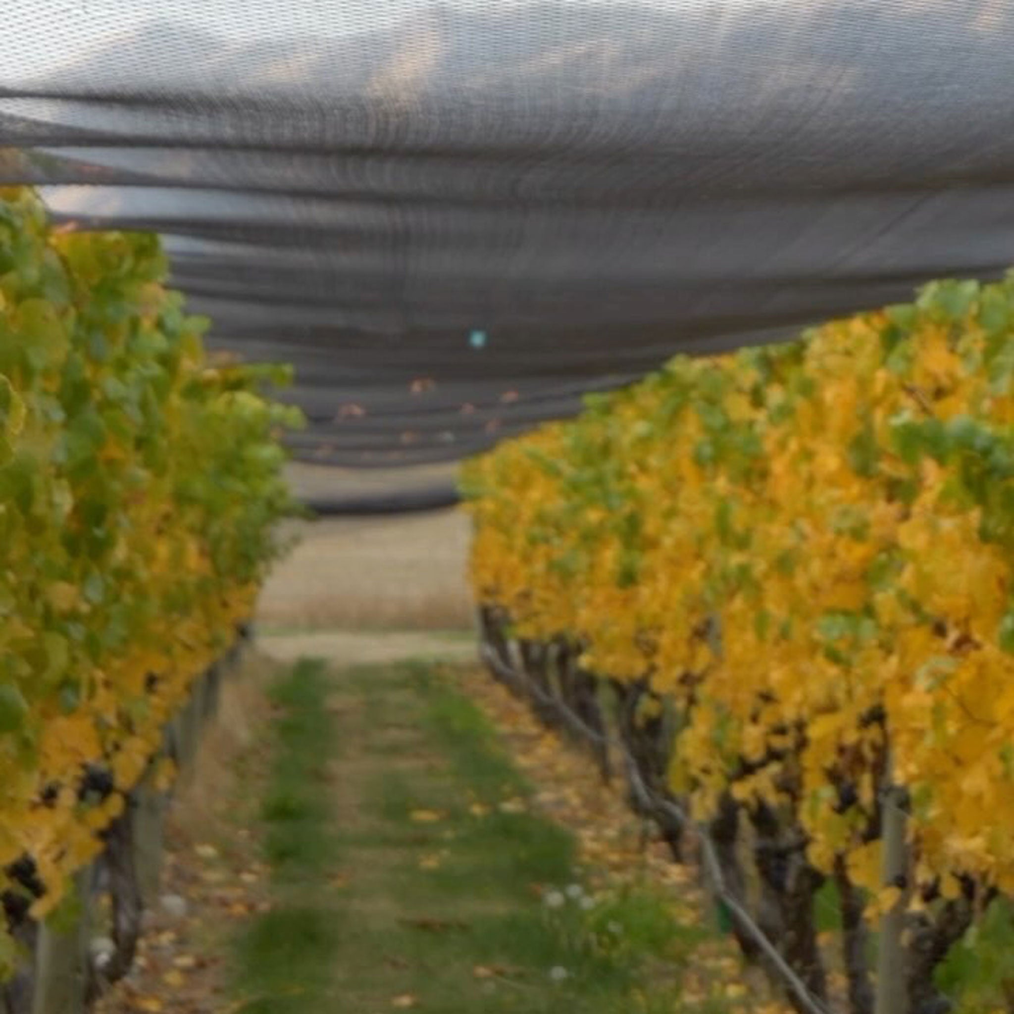 Valli Waitaki Vineyard Pinot Gris 2024