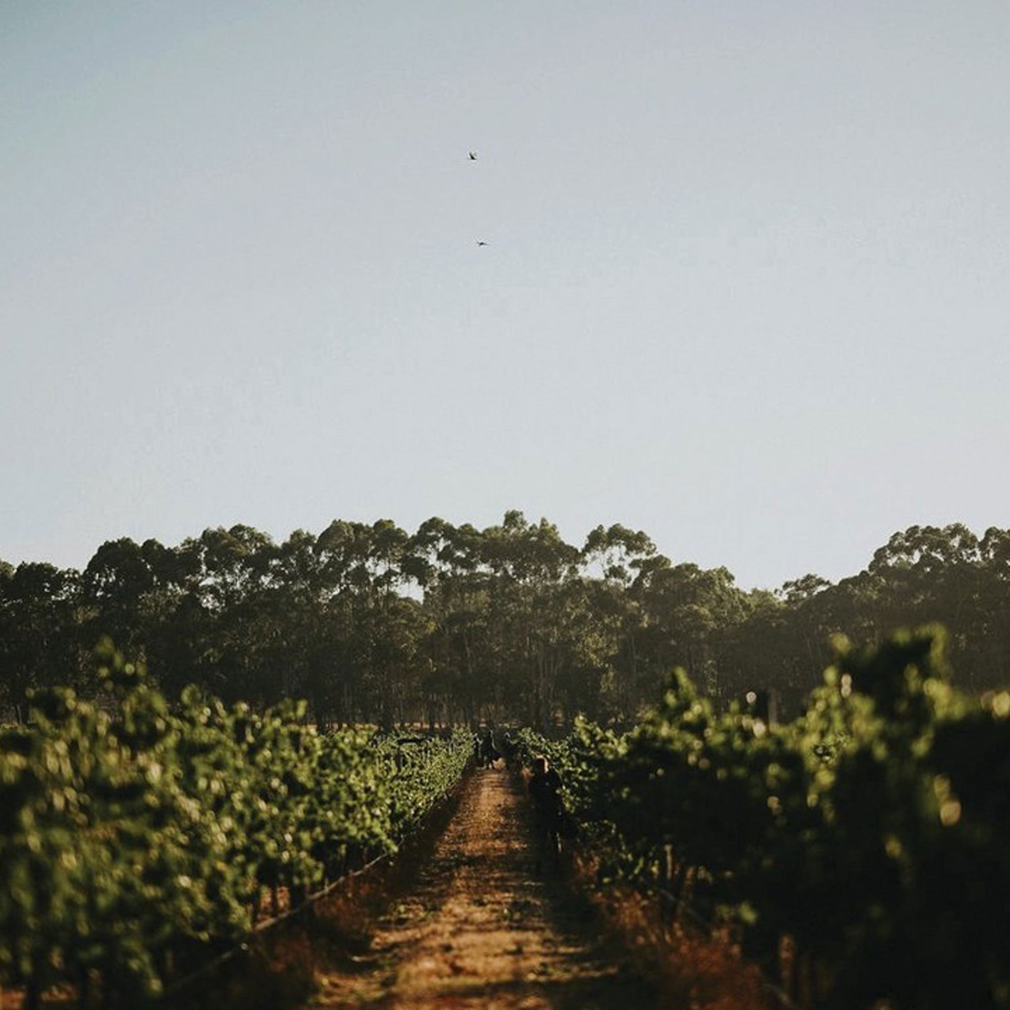 Vasse Felix Filius Cabernet Sauvignon 2022 - Kent Street Cellars
