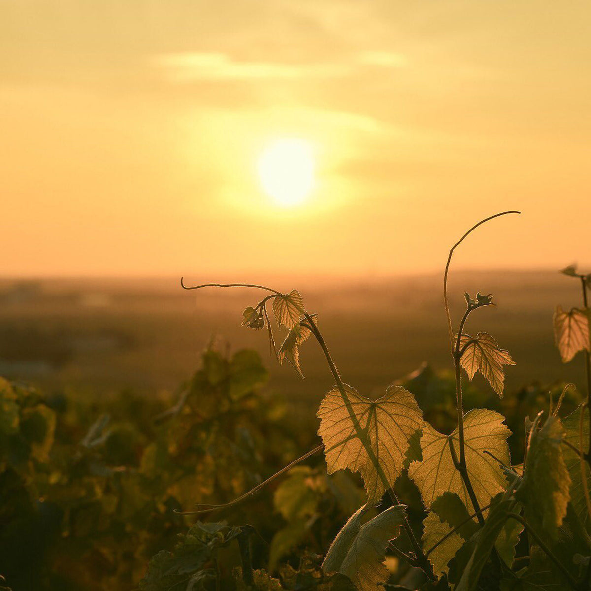 The Clicquot vines are mostly situated on gentle sloping hills allowing the vines to benefit from shallow soil and a maximum exposure to sunlight. Since its foundation, the Maison of Veuve Clicquot has also established a strong partnership with its fellow winegrowers in Champagne. These providers of grapes and white wines help insure the consistent quality of the Veuve Clicquot wines. - Kent Street Cellars