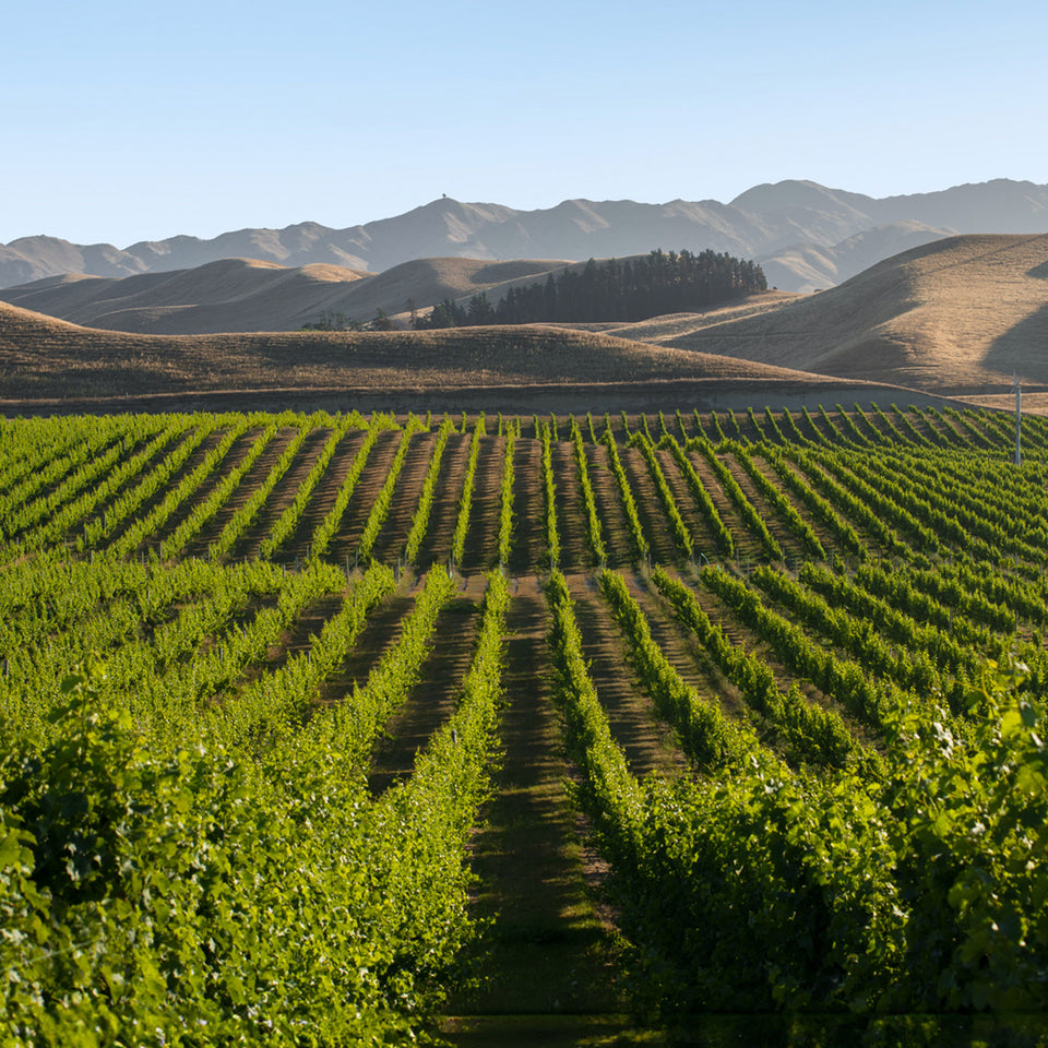 The Vineyard brand story