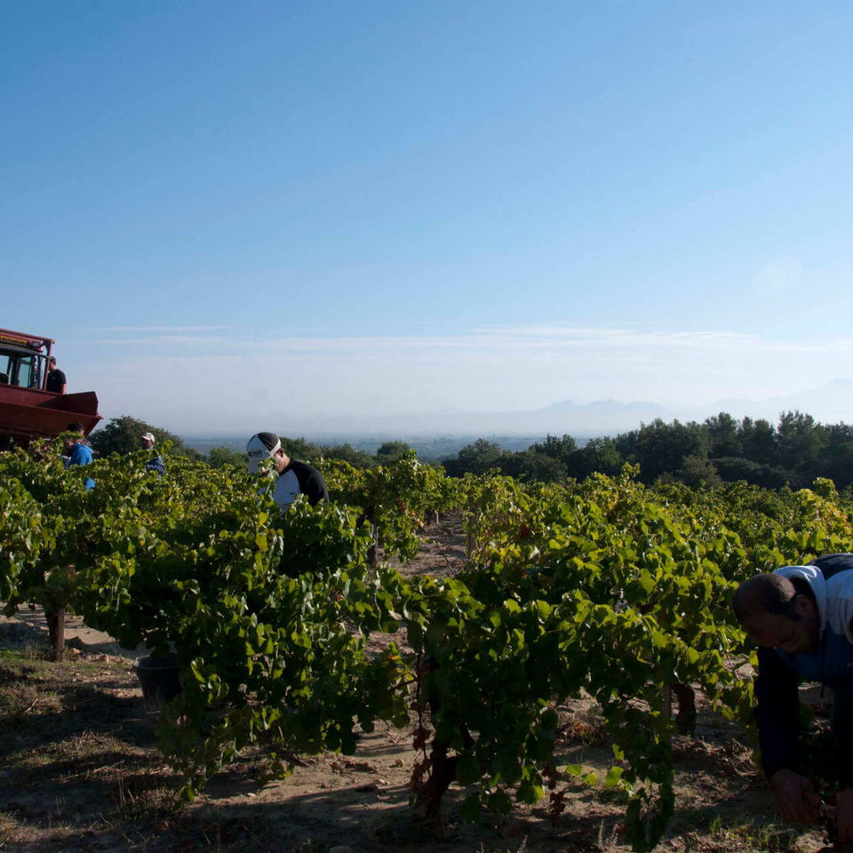 The Vineyard brand story