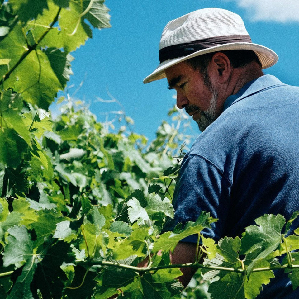 The Vineyard brand story