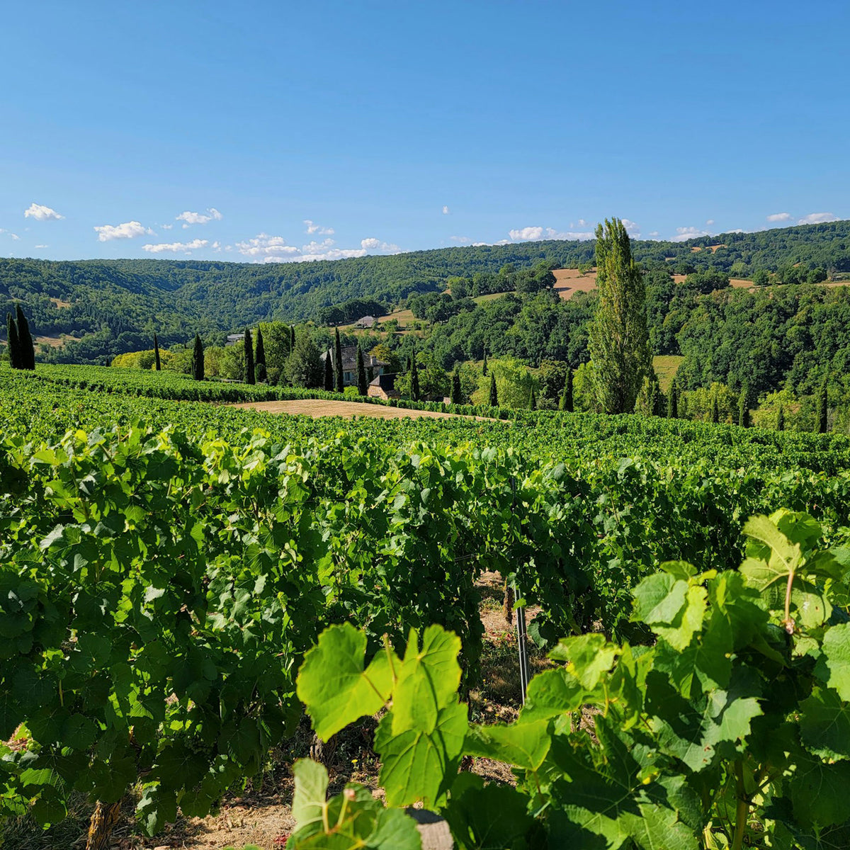 Domaine Lignier-Michelot Chambolle Musigny Vieilles Vignes 2022