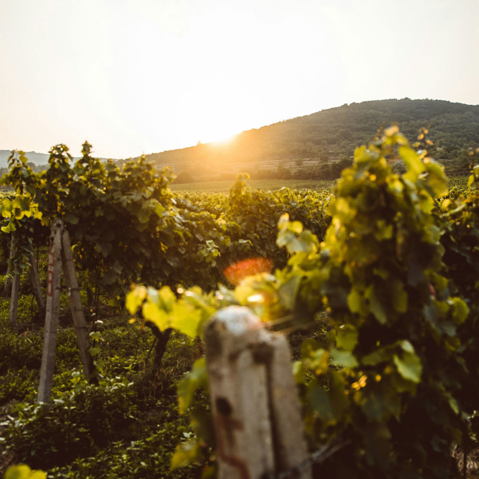 Vineyard brand story