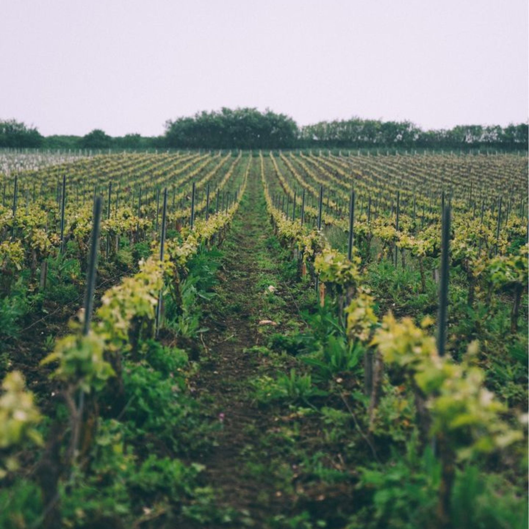 Louis Roederer Brut Champagne 2016 | Kent Street Cellars