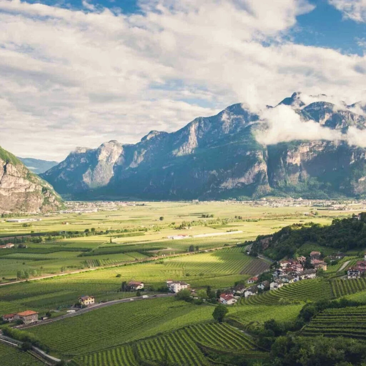 Ca' Montini Pinot Grigio Terre Di Valfredda 2024