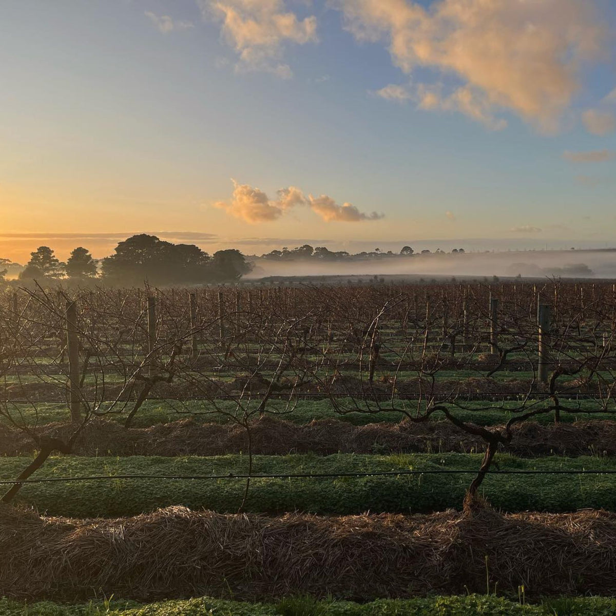 Bannockburn Winter - Kent Street Cellars