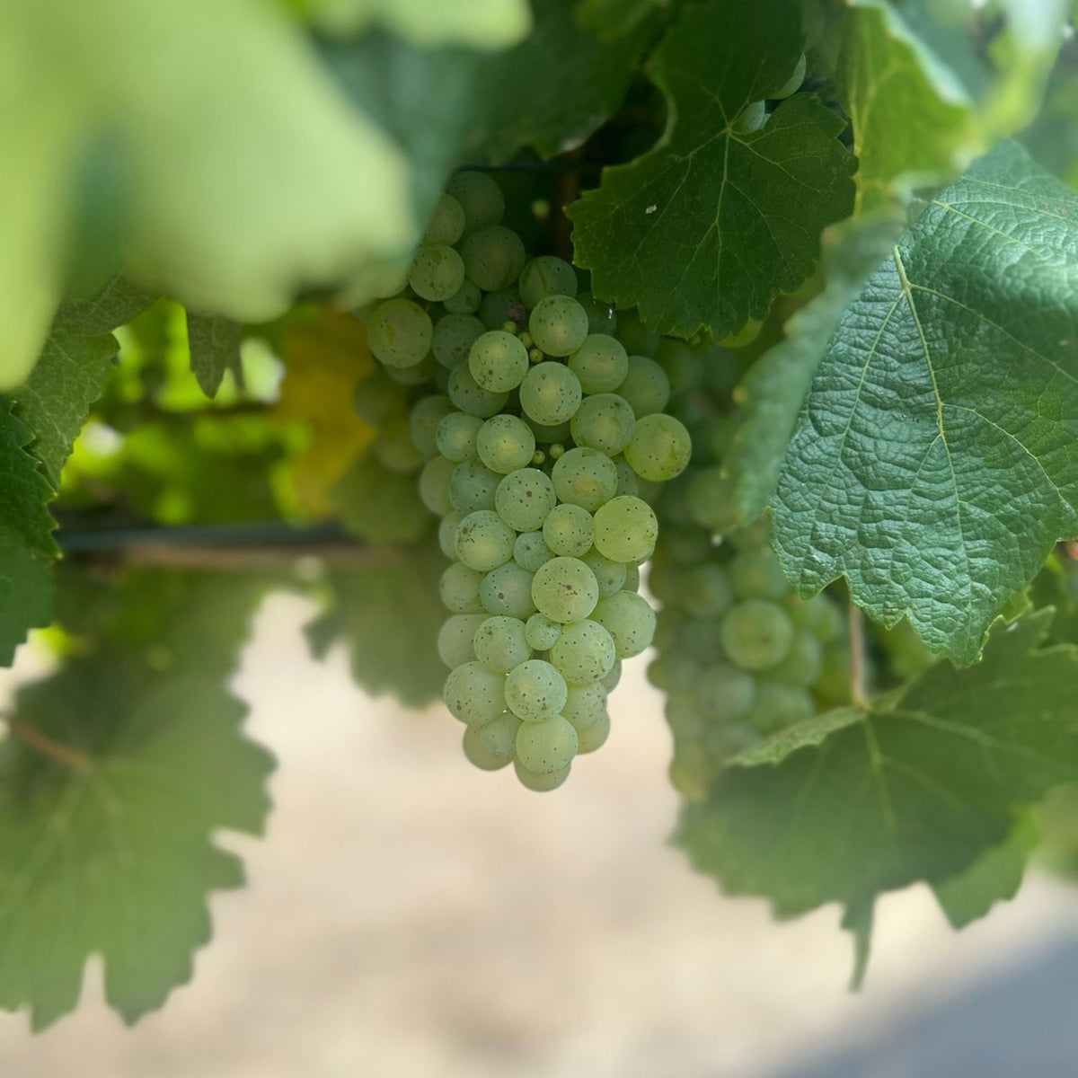 2023/2024's mild summer weather eventually warmed up and dried out, with some short bursts of heat, leading into a warm, dry autumn, which delivered optimal maturity and ripeness in the fruit. Their focus on canopy health in the vineyard was vital and this attention to detail resulted in pure and intense primary fruit characters in our white wines, with stunning acidity and freshness. - Kent Street Cellars