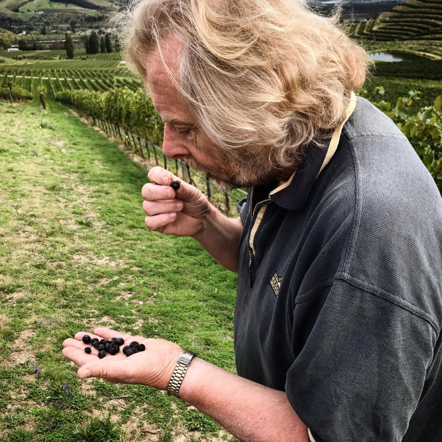 Viticulturalist Nigel Greening checking ripeness before harvest - Kent Street Cellars