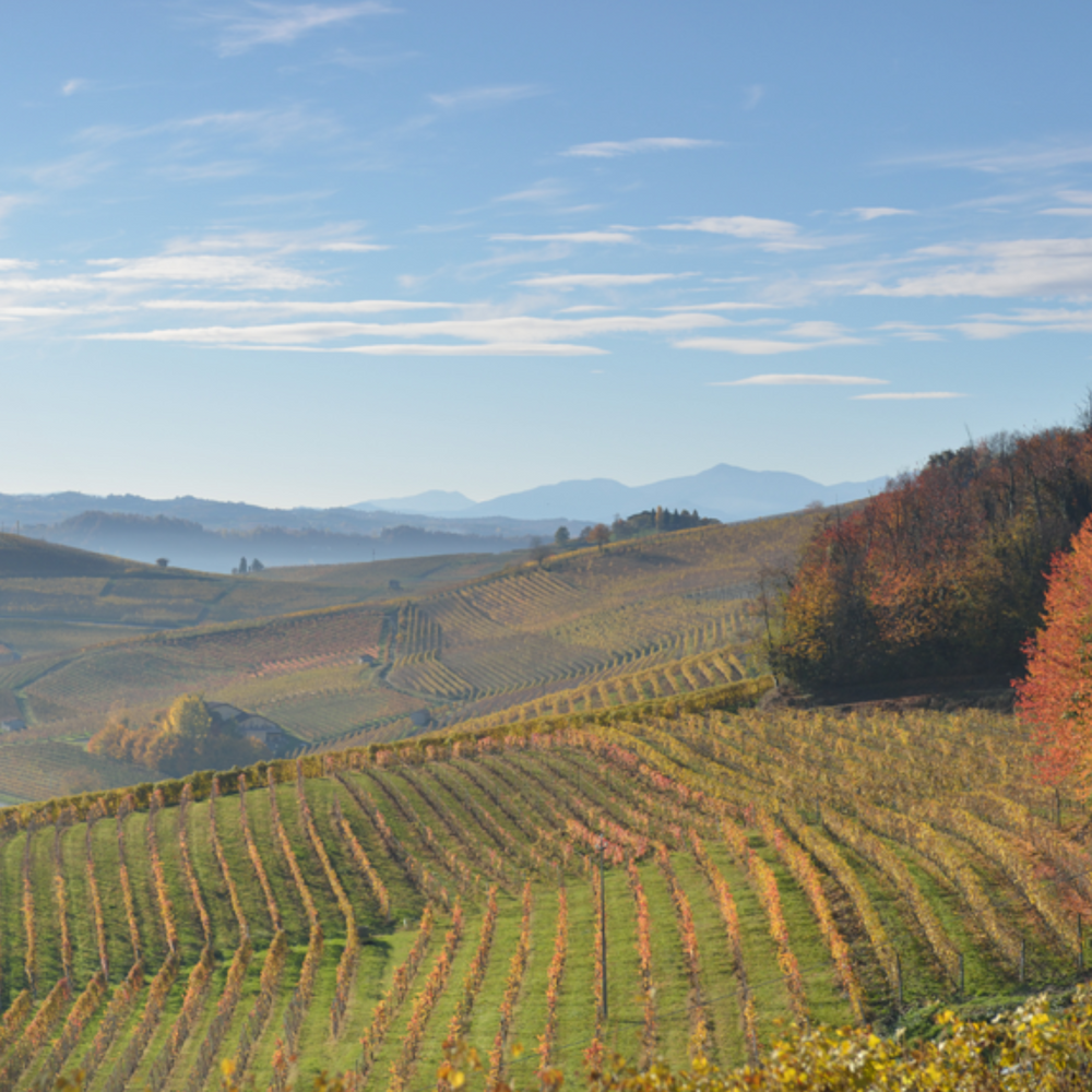 Cascina Ghercina Barbera d'Alba 2021 - Kent Street Cellars