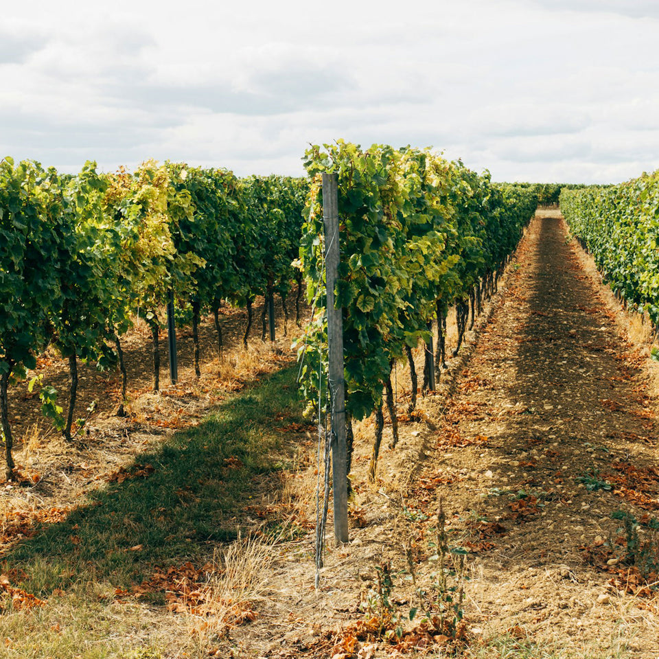 The Vineyard brand story
