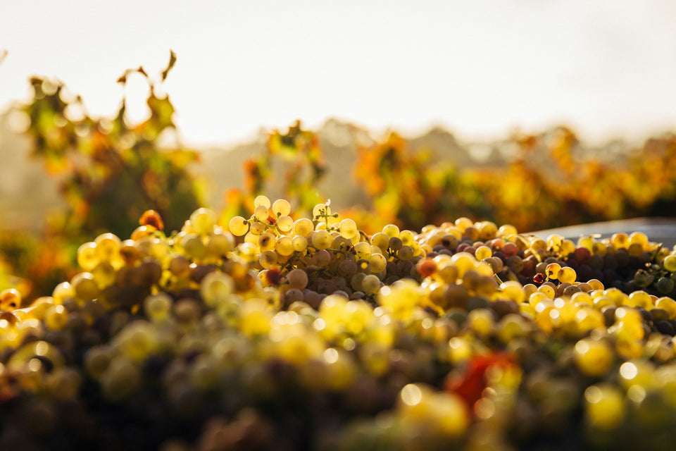 The Vineyard brand story