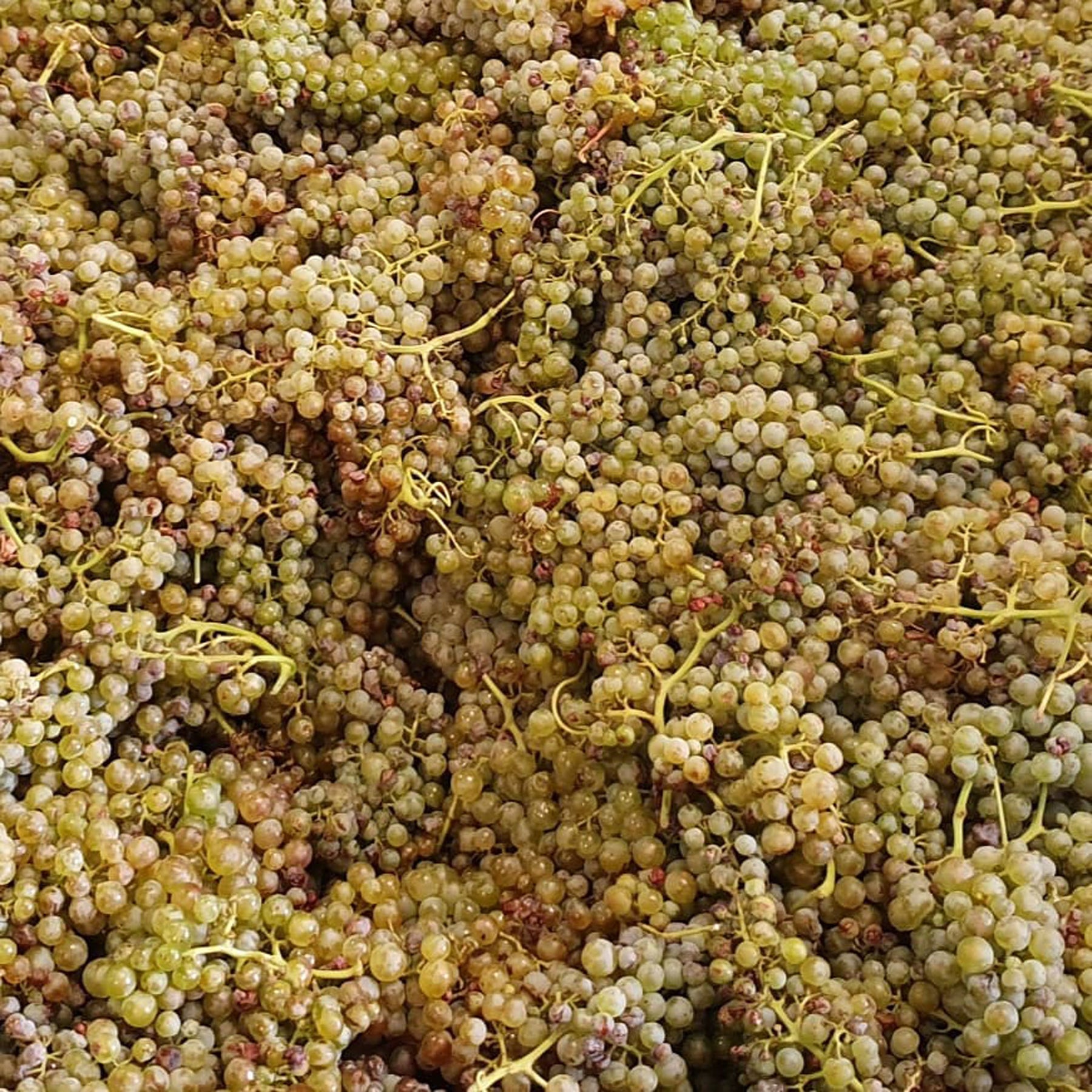Place of Changing Winds Larderdark Chardonnay 2022 - Kent Street Cellars