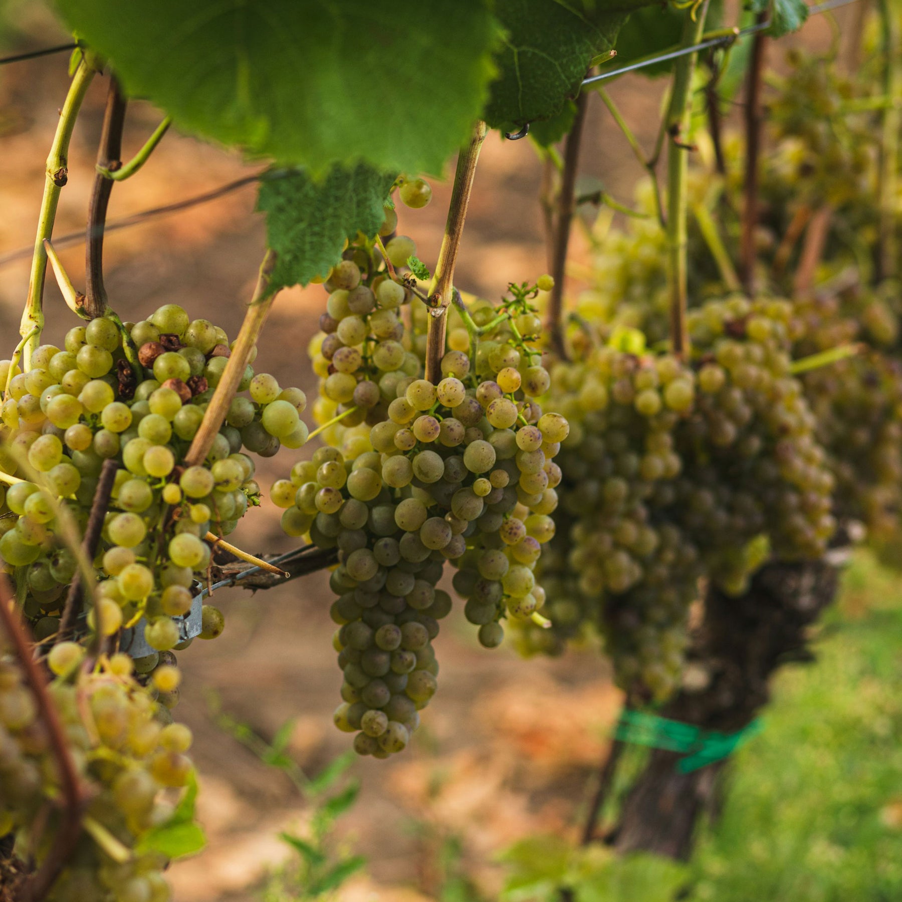 Domaine Chanson Beaune Le Clos Des Mouches 1er Cru Blanc 2020