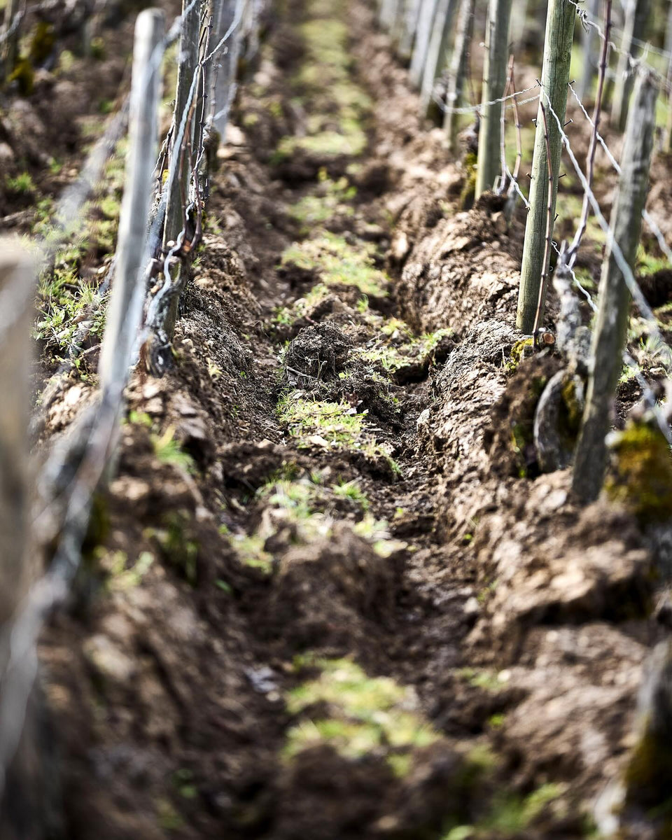 The Vineyard brand story