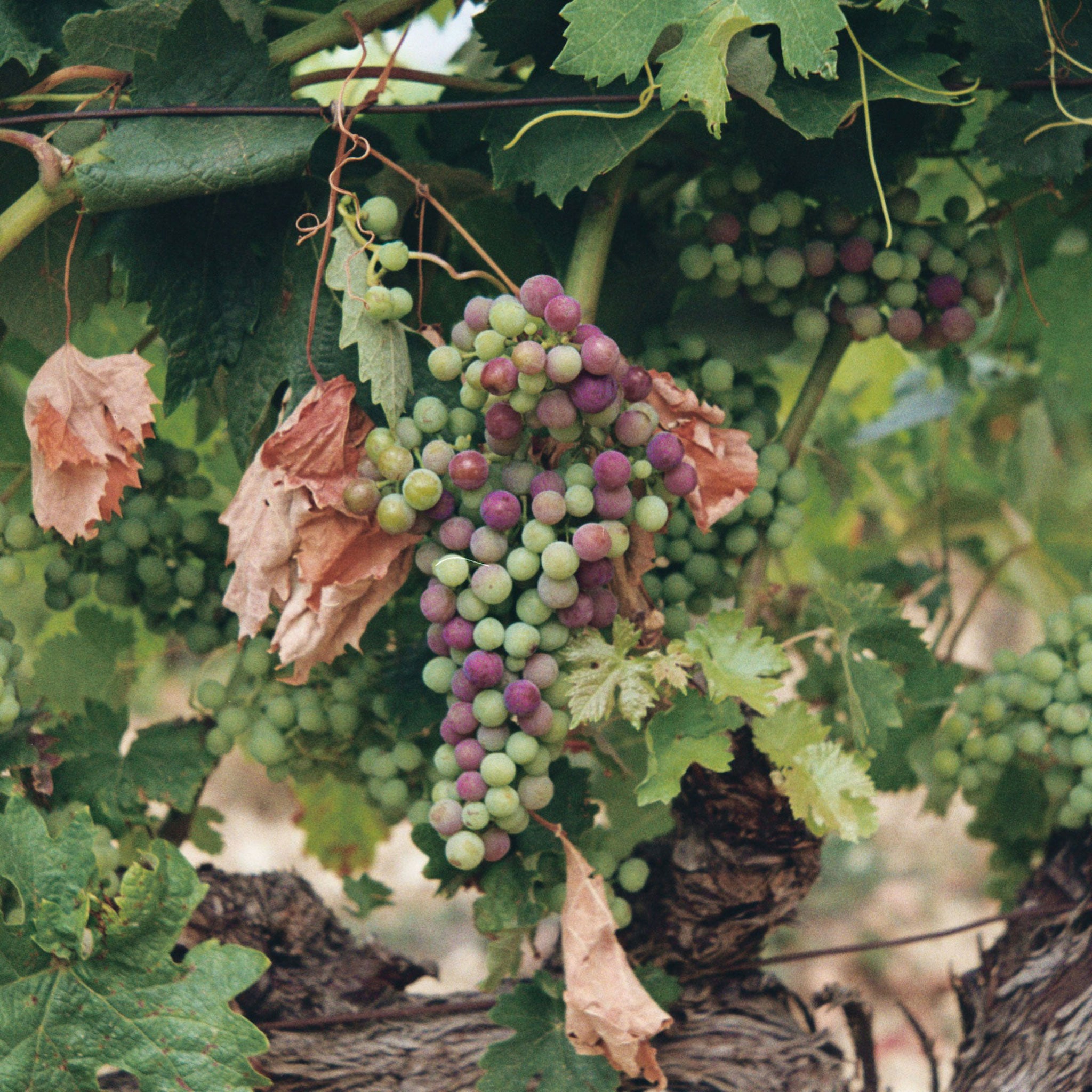 Max IGP Mediterranean Rosé (12 Bottles)