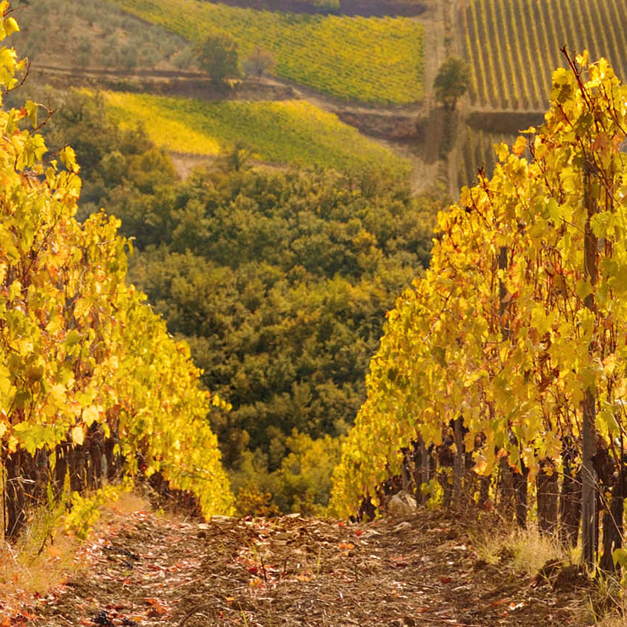 Domaine Pascal Cotat Sancerre La Grande Cote 2024
