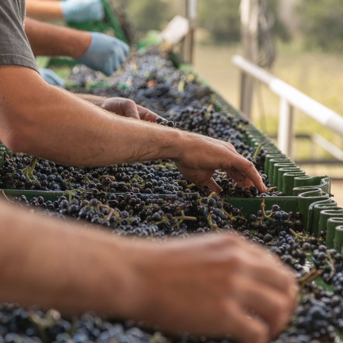 Te Kairanga Estate Pinot Noir 2022 - Kent Street Cellars