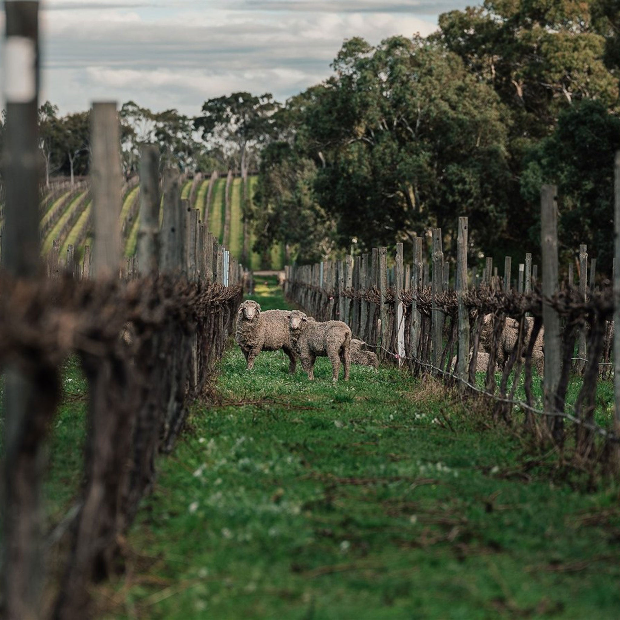 Wirra Wirra Adelaide Hills Sauvignon Blanc 2023