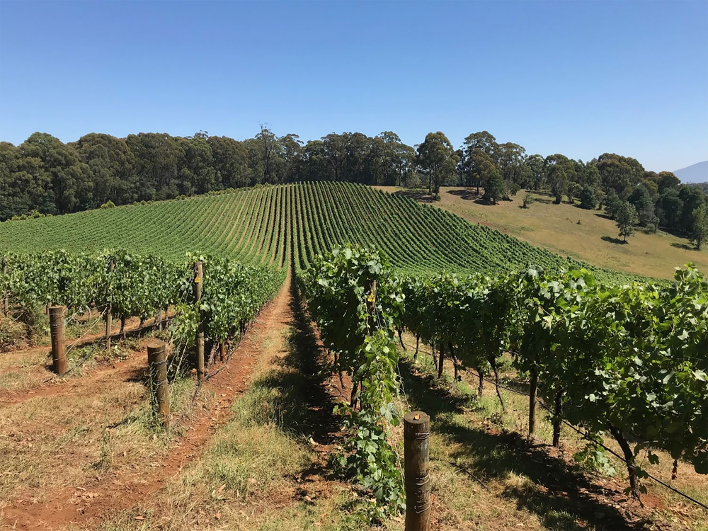 Giant Steps Wombat Creek Chardonnay 2022 | Kent Street Cellars