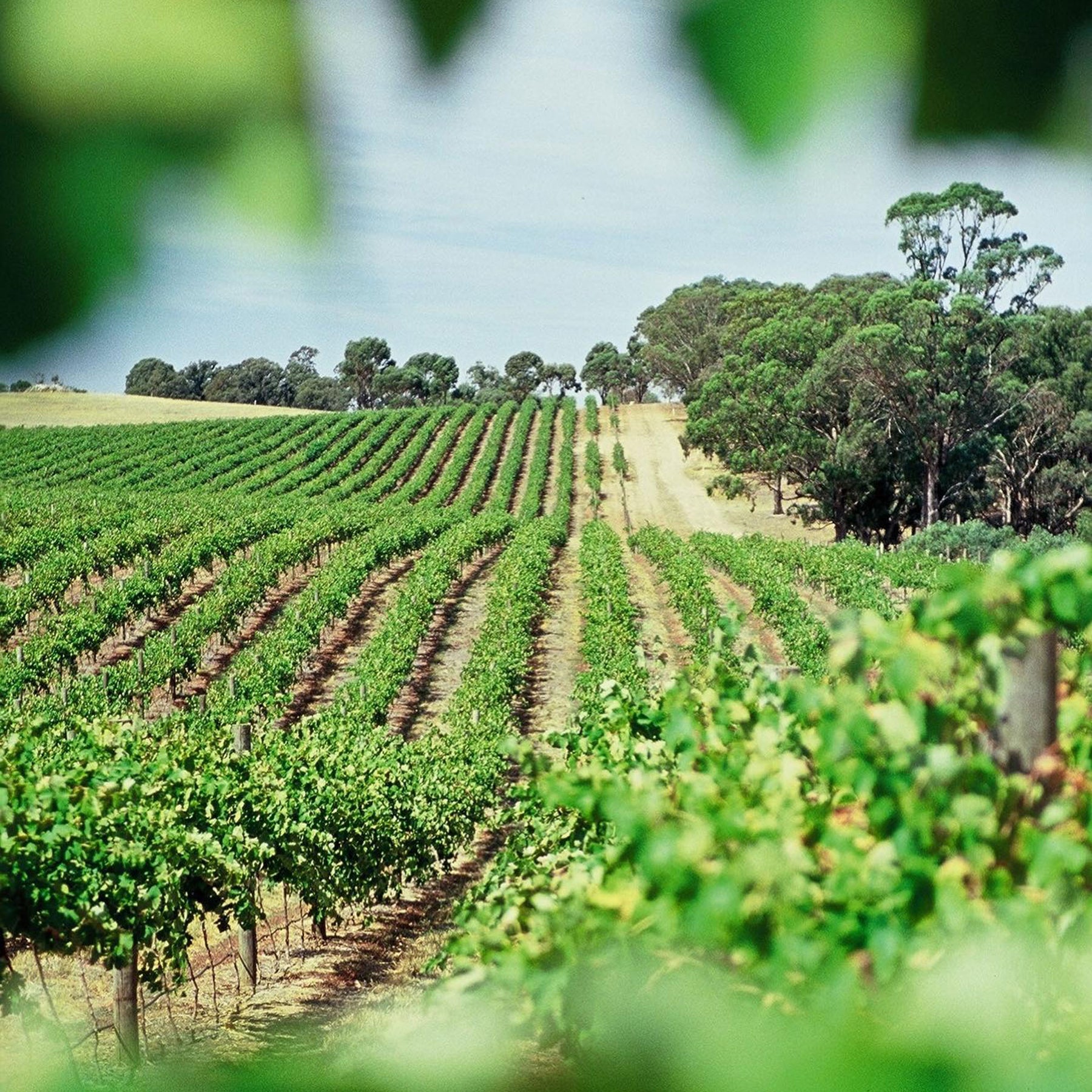Yabby Lake Tasmania Coal River Chardonnay 2023