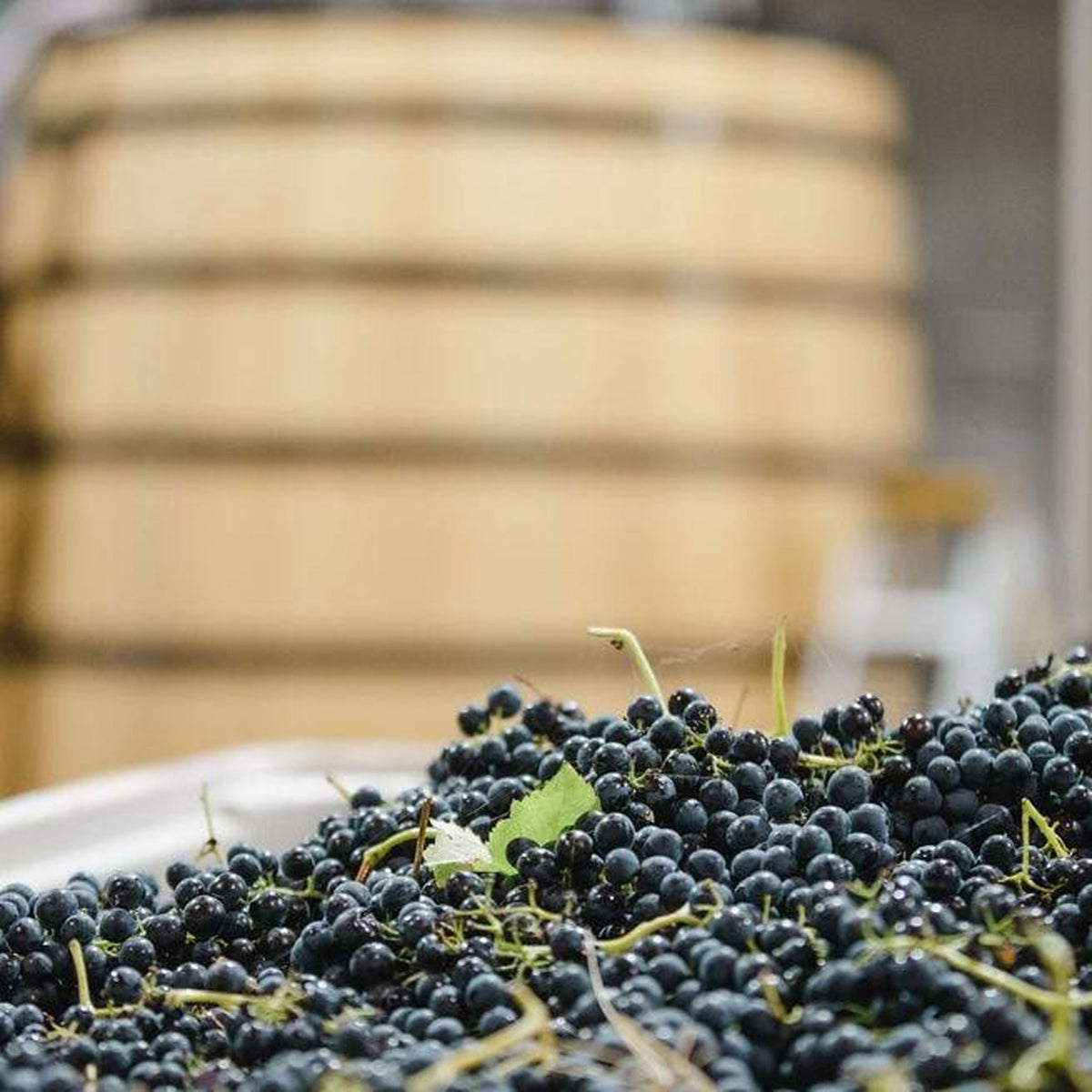 Yabby Lake Single Vineyard Pinot Noir 2024
