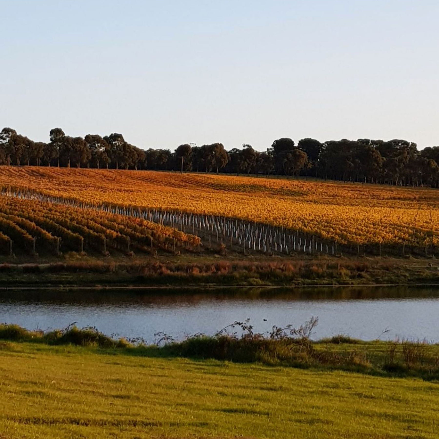Red Claw Chardonnay 2025