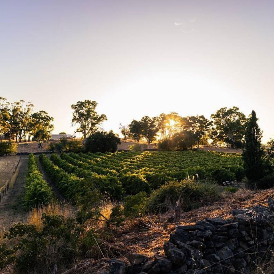 The Vineyard brand story