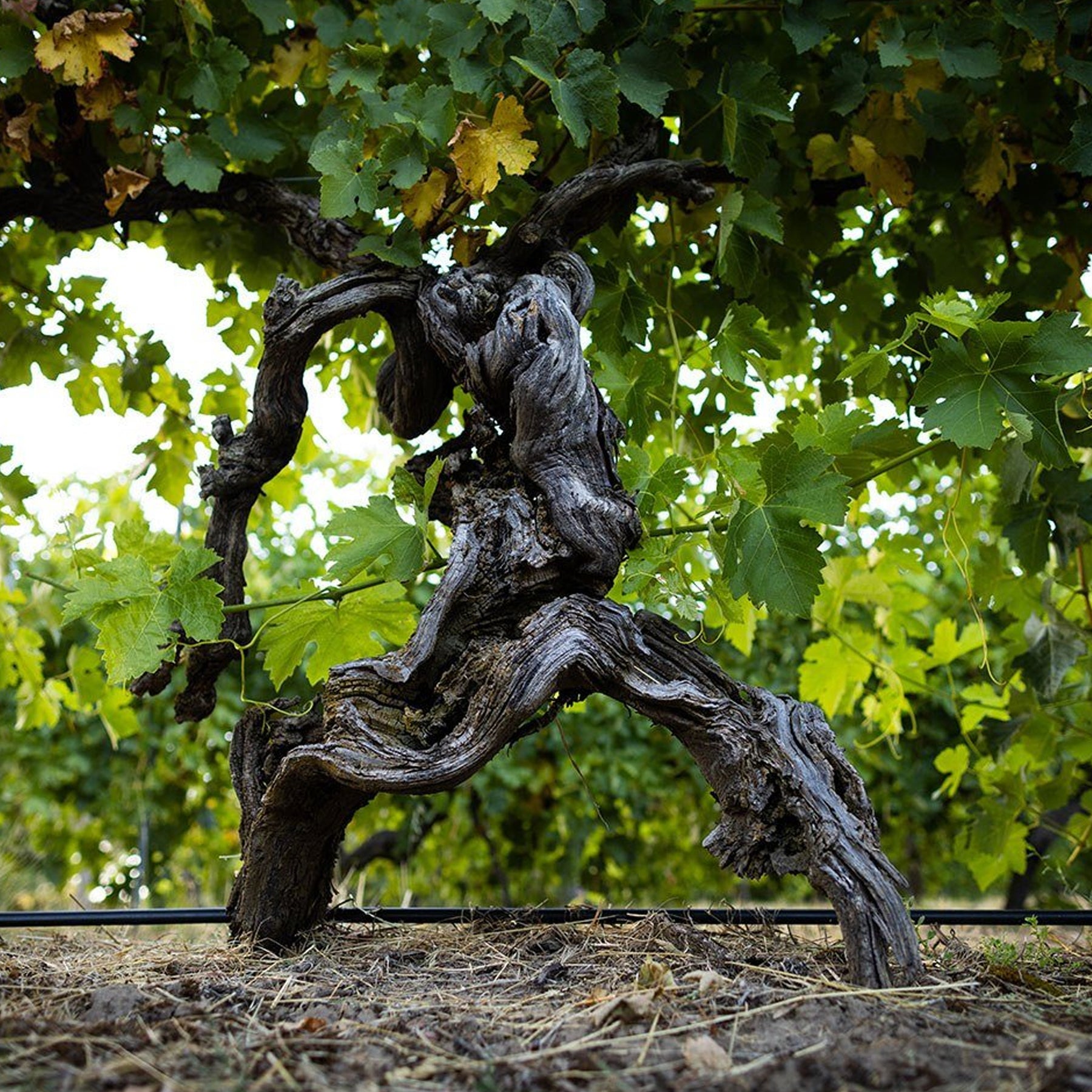 Yalumba The Signature Cabernet Shiraz 2023