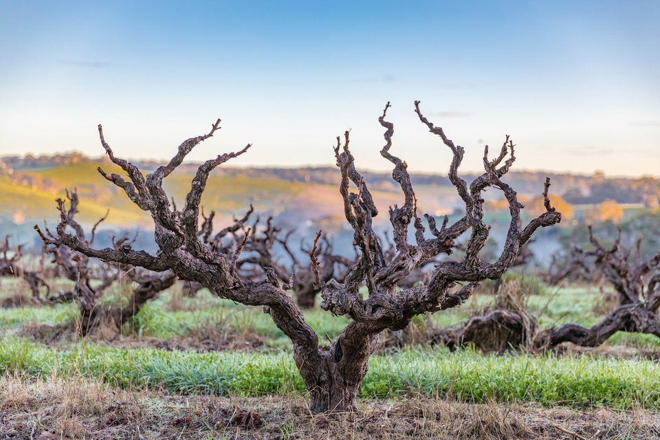 The Vineyard brand story