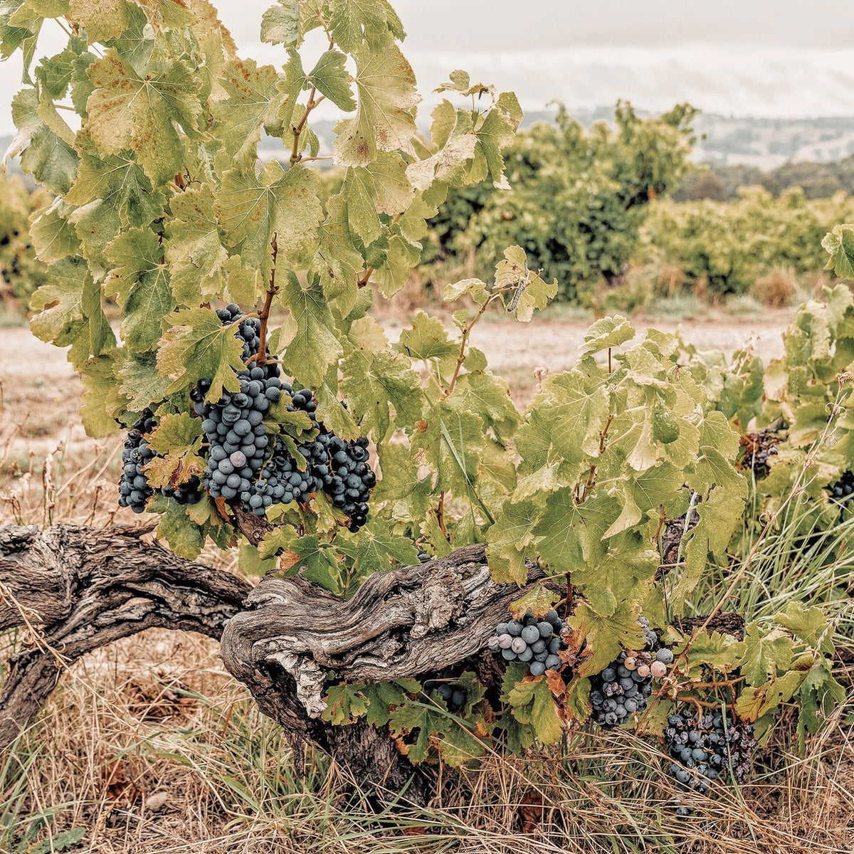 Yangarra Estate Kings Wood Shiraz 2022 - Kent Street Cellars