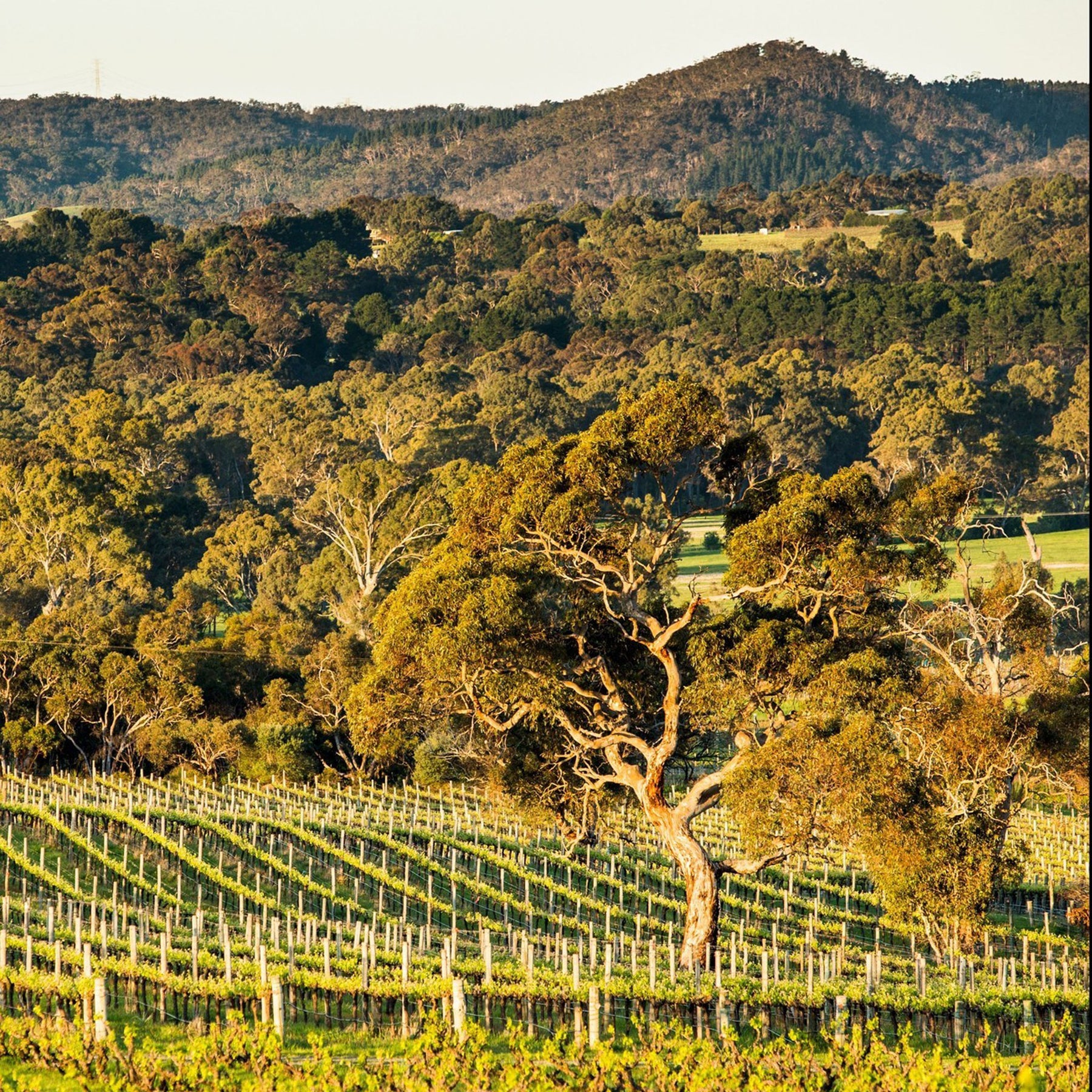 Yangarra Estate Ovitelli Grenache 2022 - Kent Street Cellars