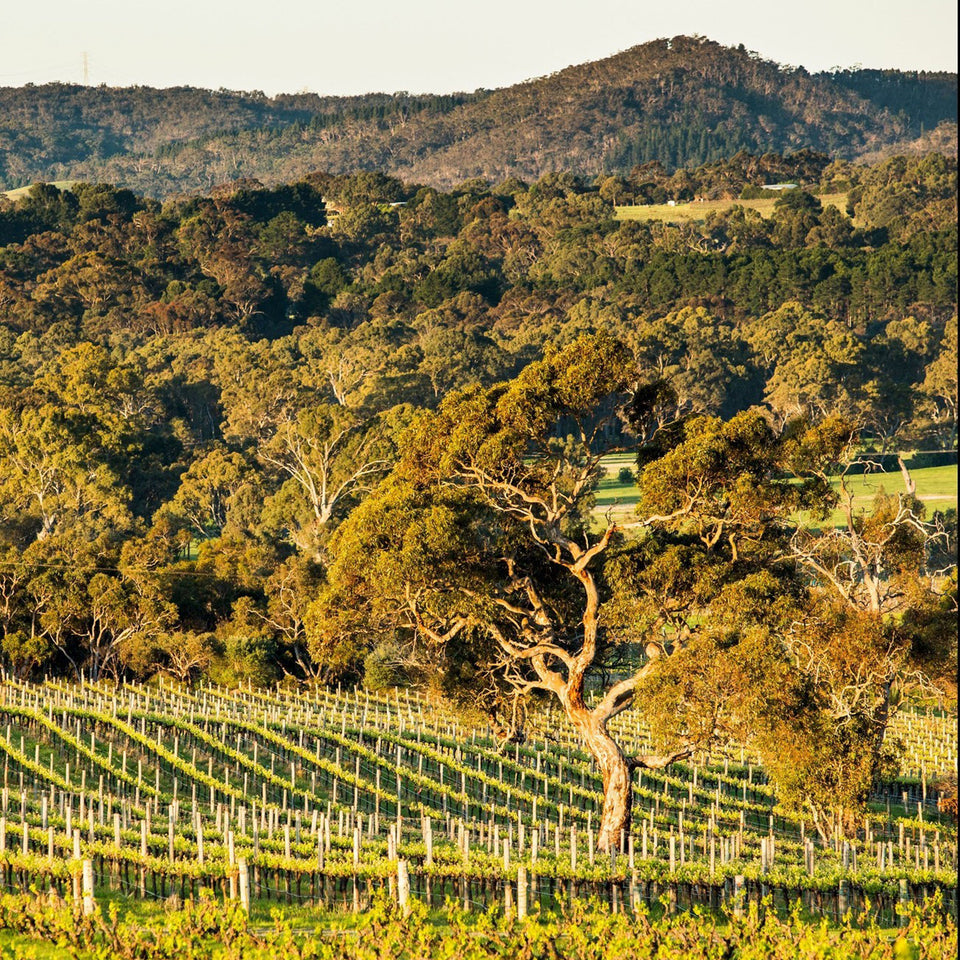 The Vineyard brand story