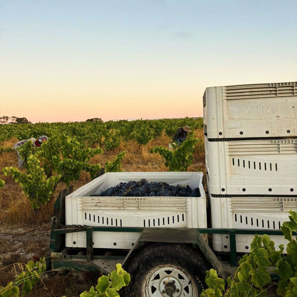Yangarra Shiraz 2023