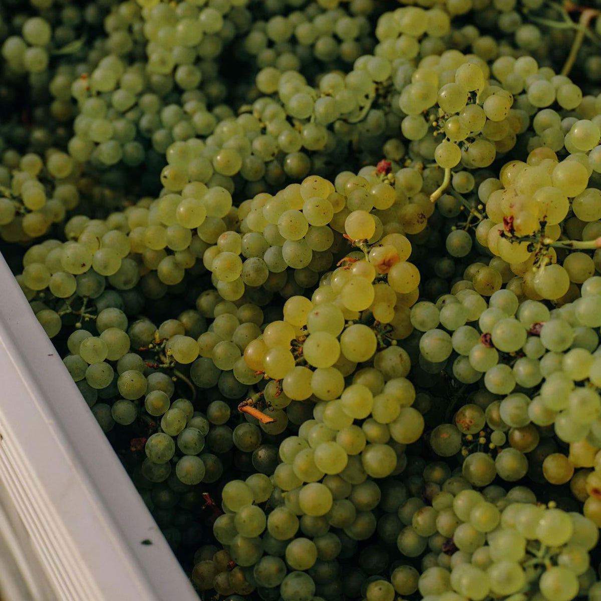Yarra Yering Dry Red Wine No. 2 2021 - Kent Street Cellars