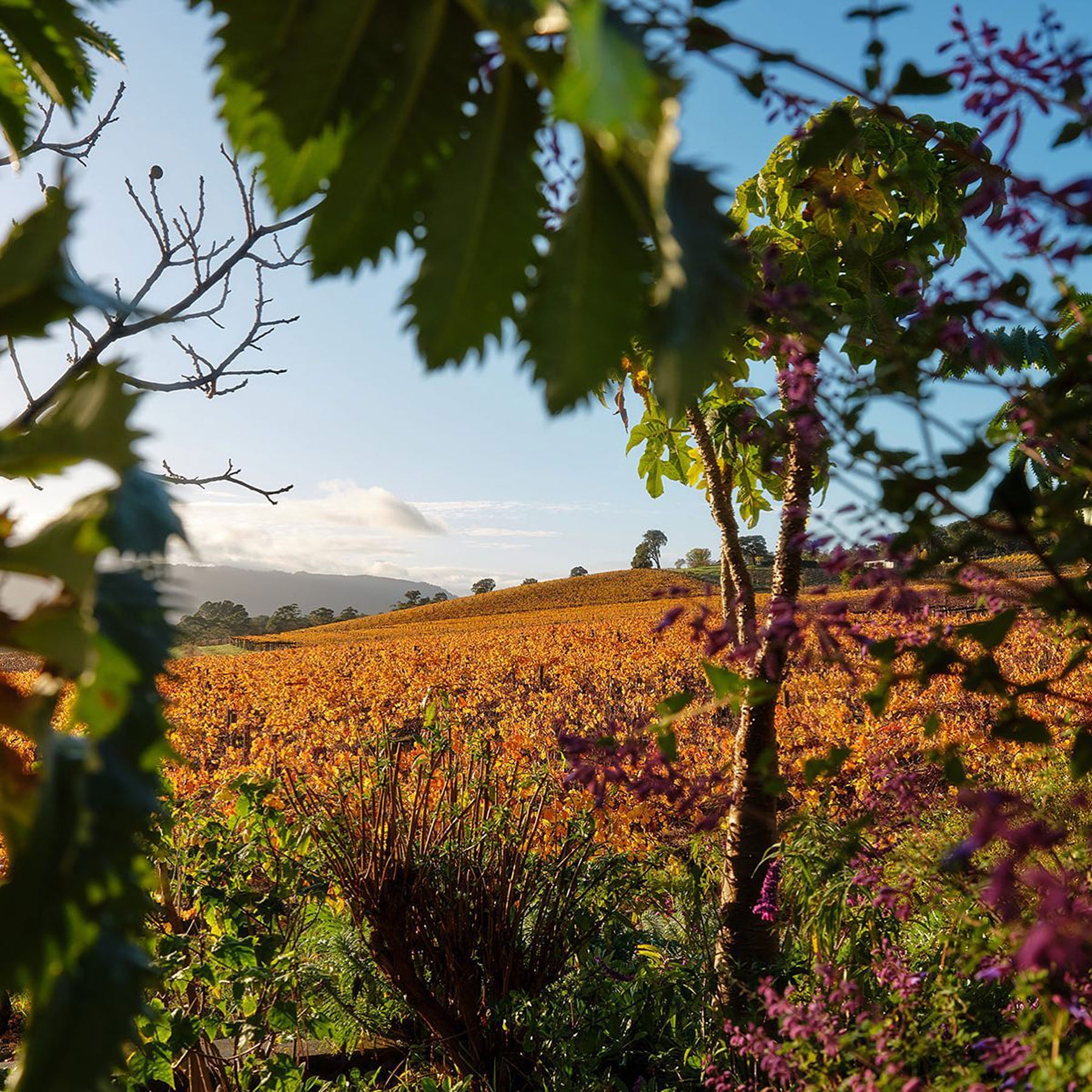 Yarra Yering Dry Red Wine No. 1 2021 - Kent Street Cellars